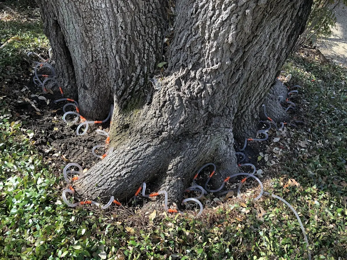 Detailed Tree Cabling and Bracing job site in Carmi